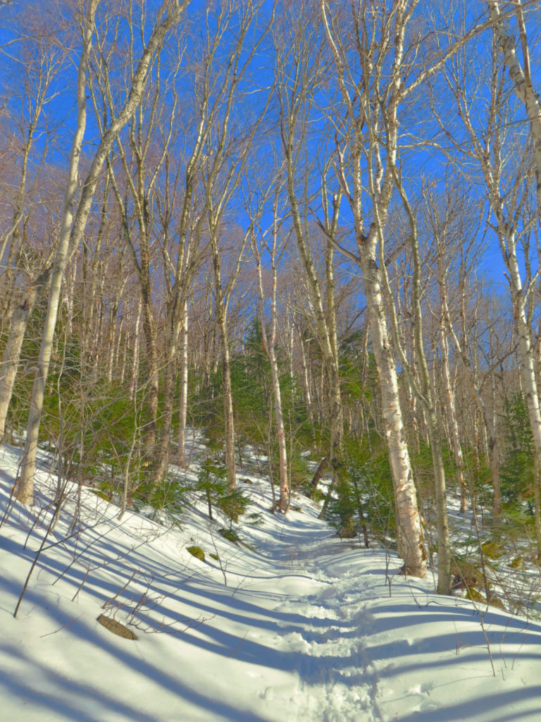 Scaur Ridge Trail with deep blue sky and trees