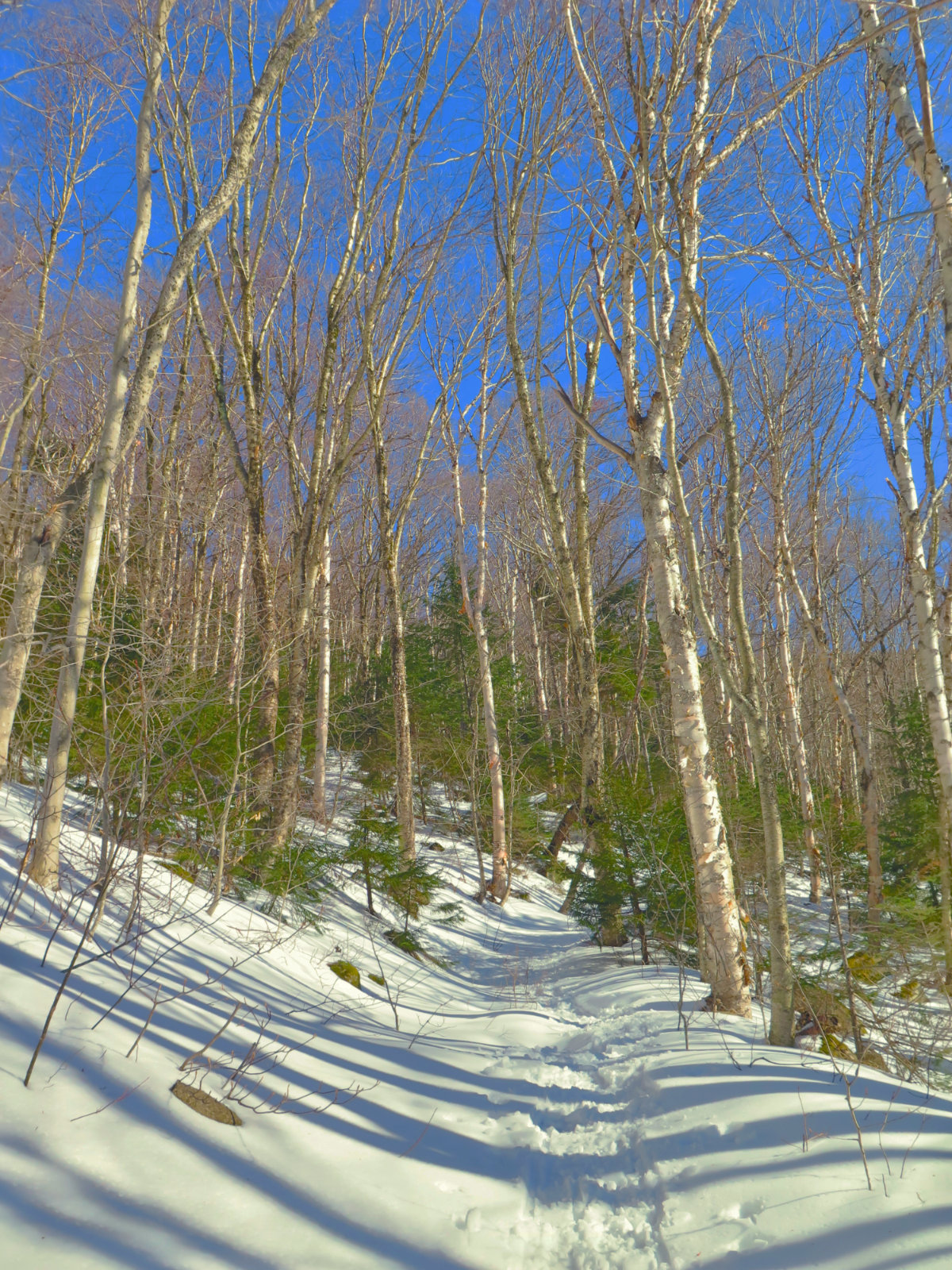 Scaur Ridge Trail with deep blue sky and trees