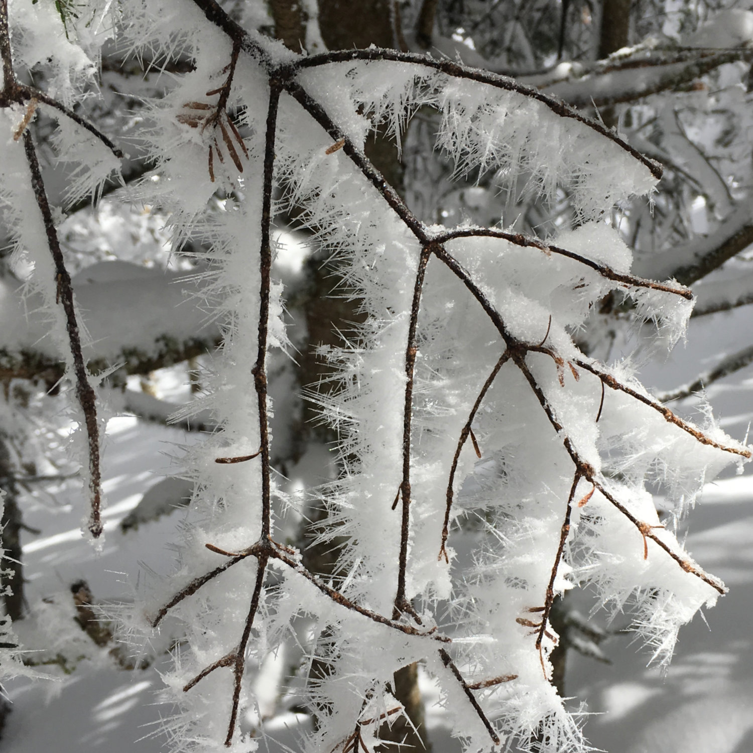 Garfield-Hoarfrost-20180421