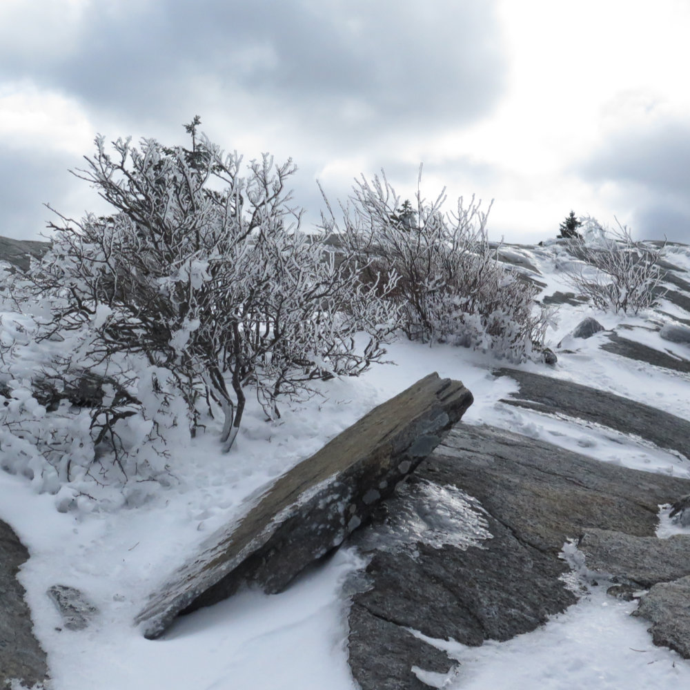 Icy-Branches-20180417