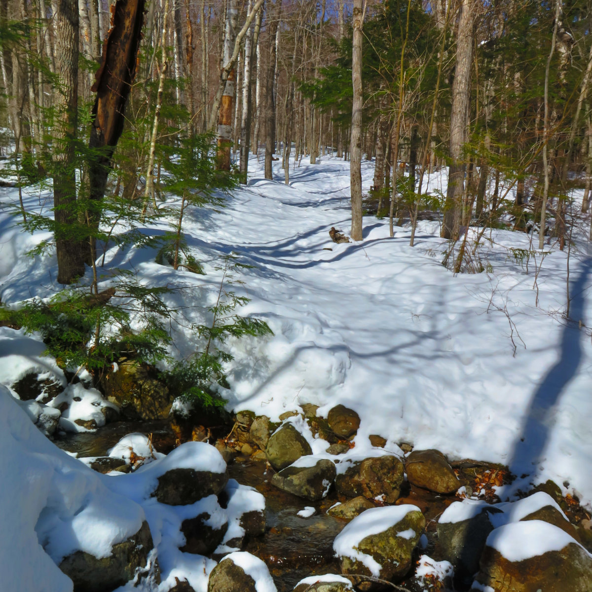 Rocky-Branch-Trail-20180409