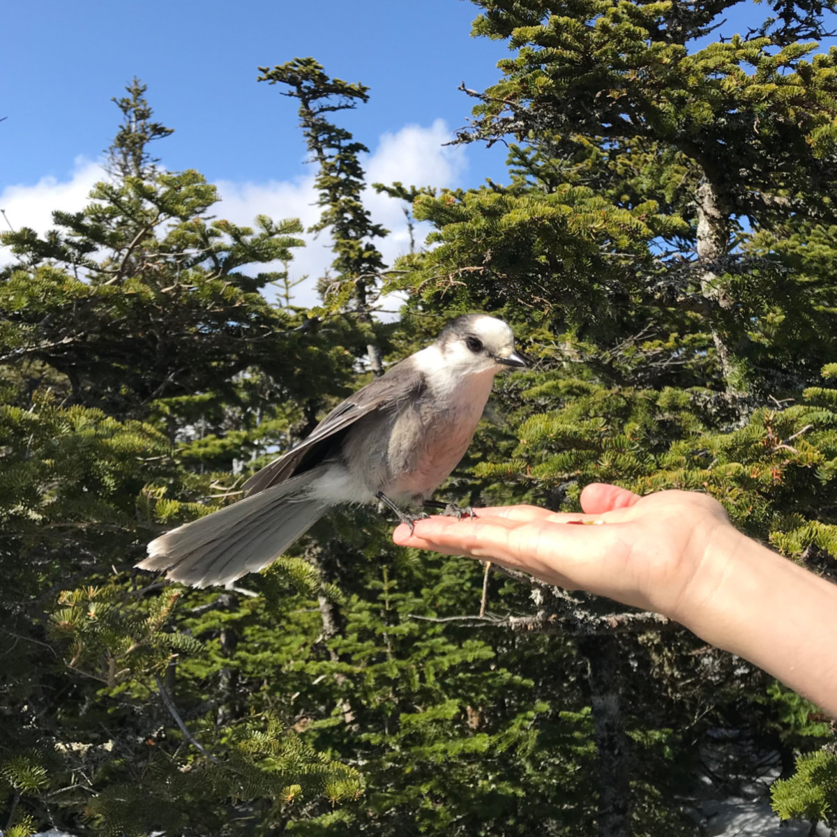 T-F-W-Grey-Jay-20180428