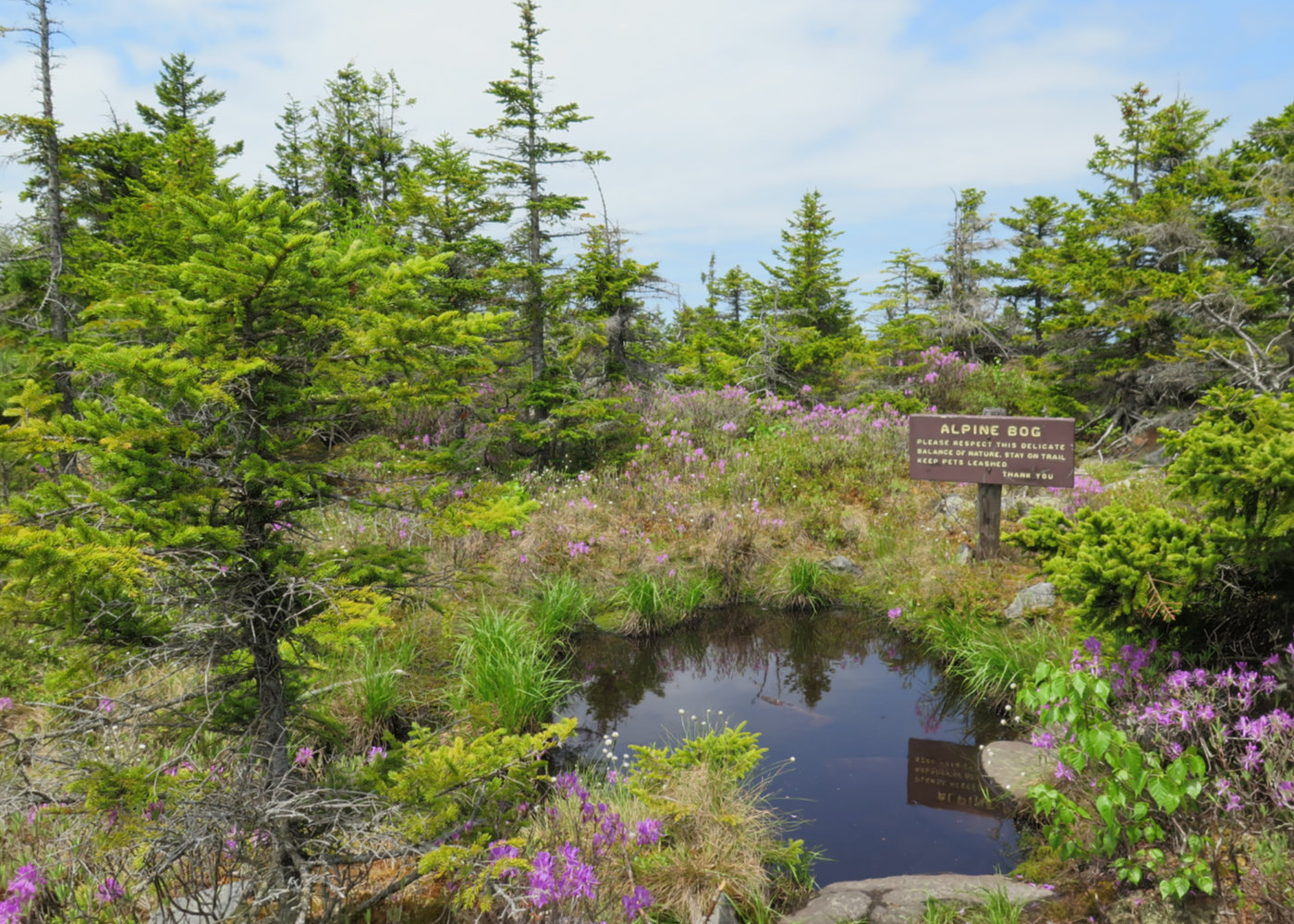 Kearsarge-Bog-20180530