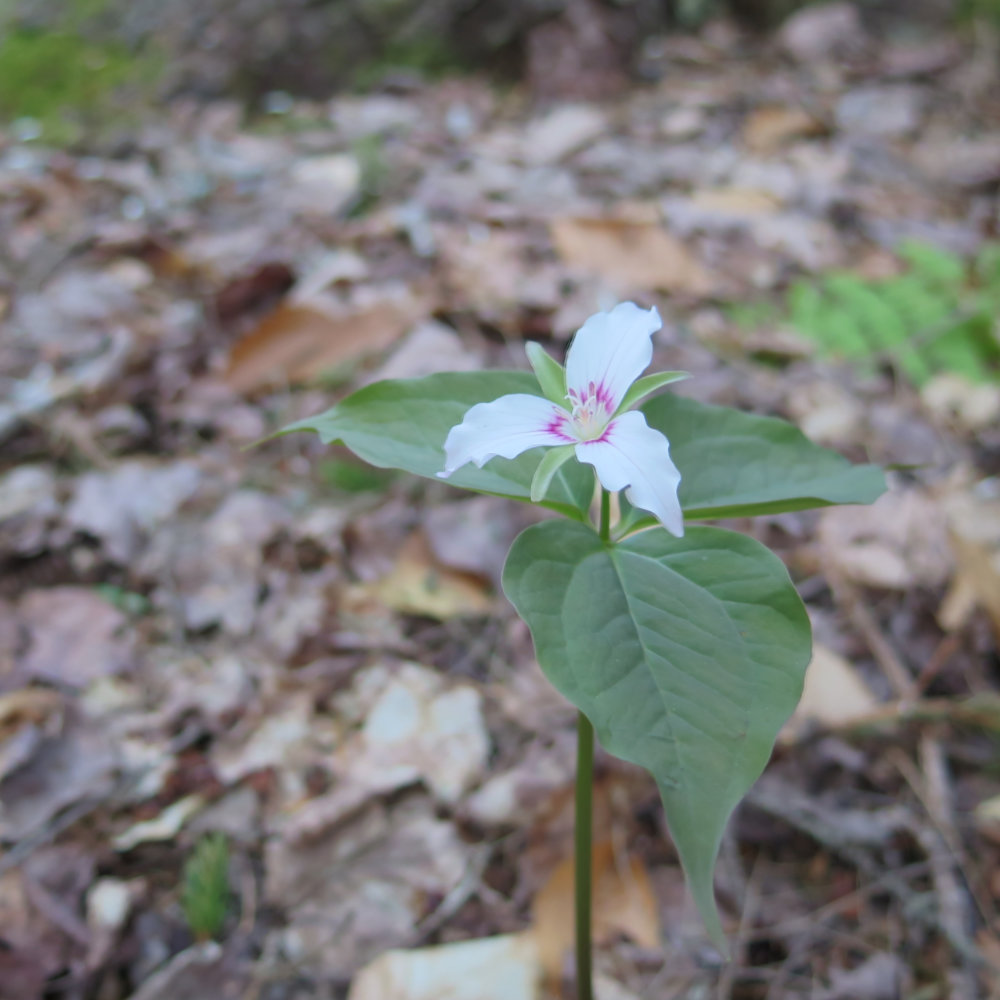 Painted-Trillium-20180517