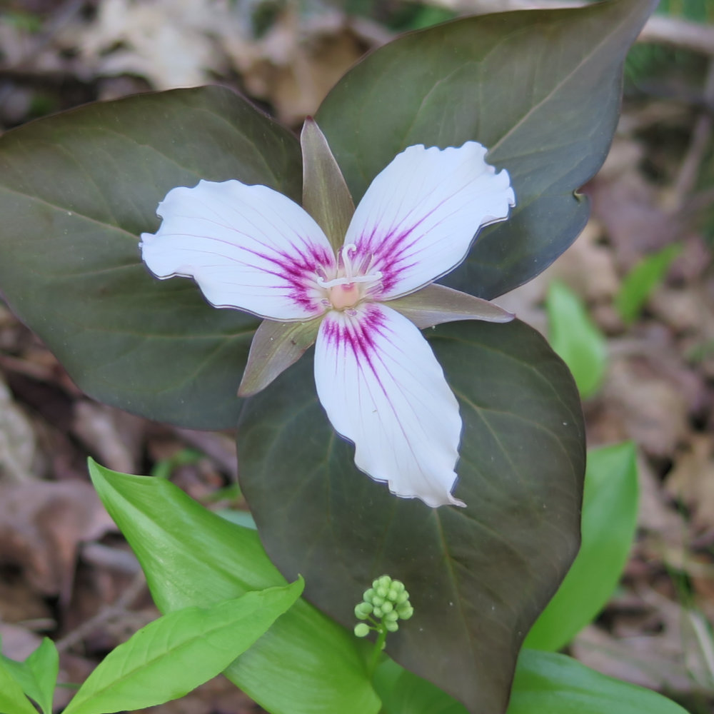 Painted-Trillium-20180521