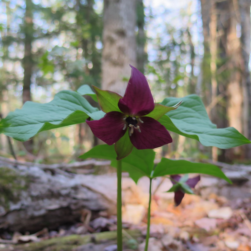 Red-Trillium-20180517