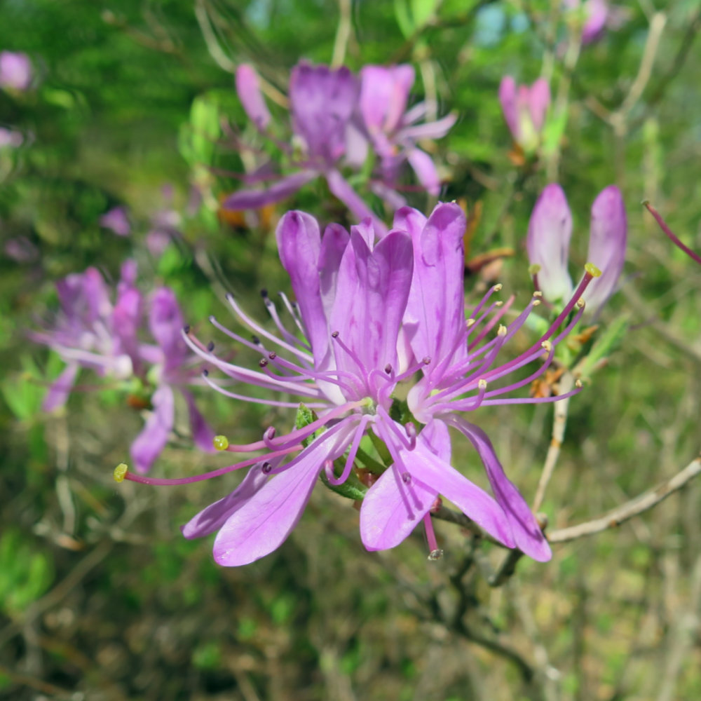 Rhododendron-canadense-20180521