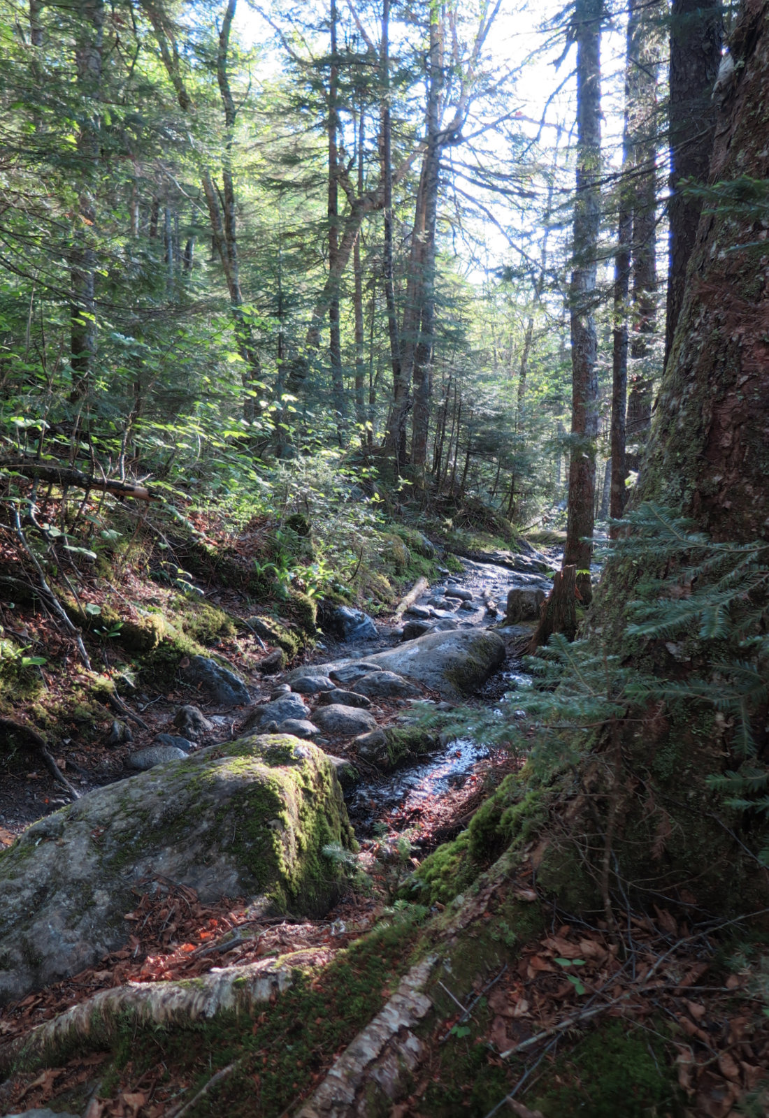 20180602-Ammonoosuc-trail