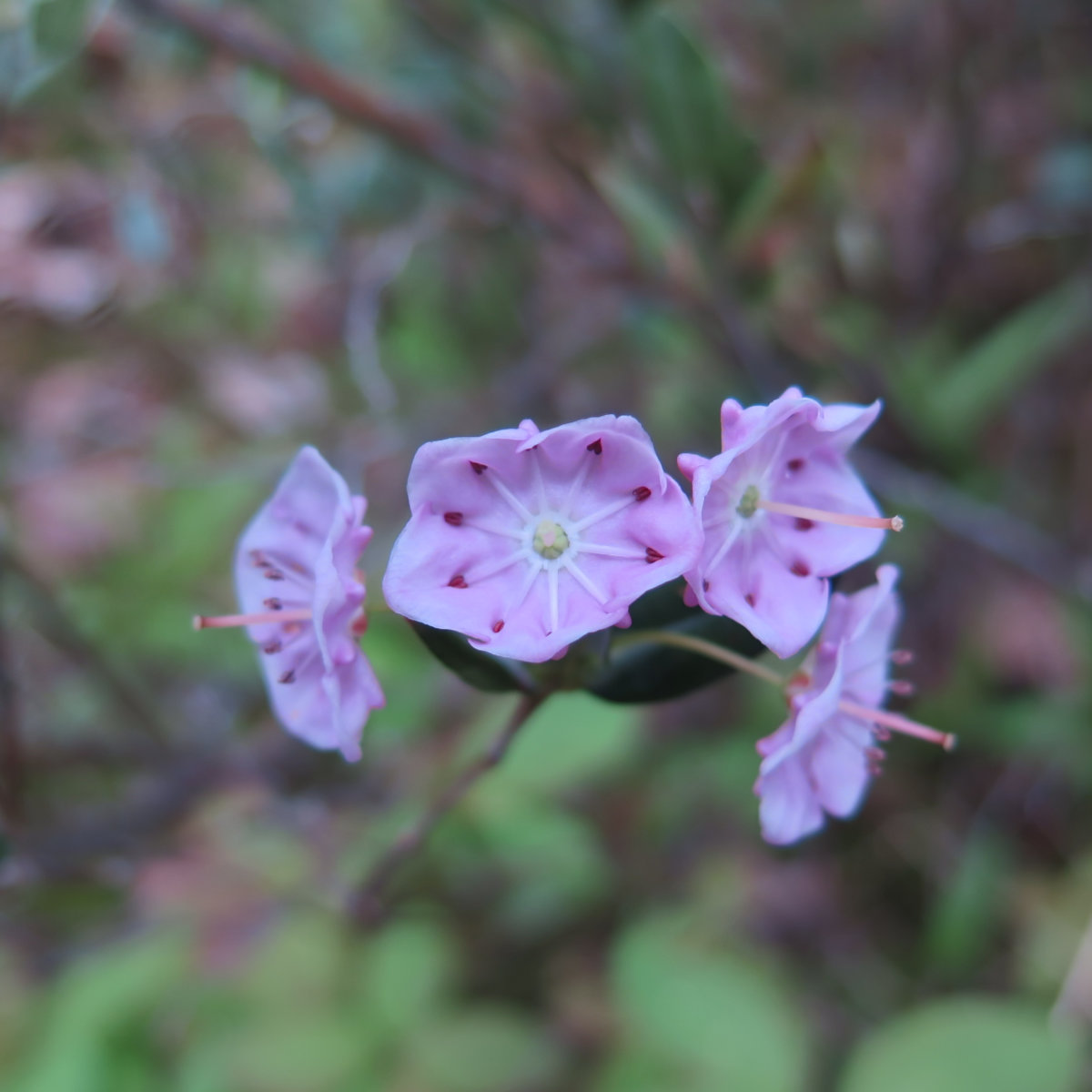 20180607-Hancock-Bog-Laurel