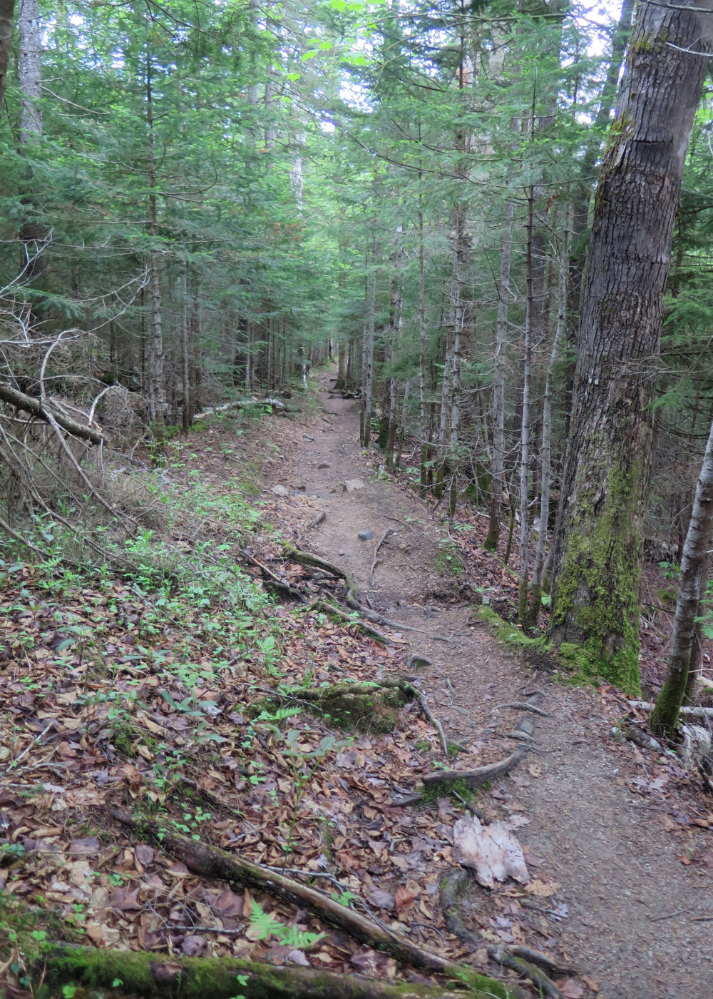 20180607-Hancock-Dry-Trail