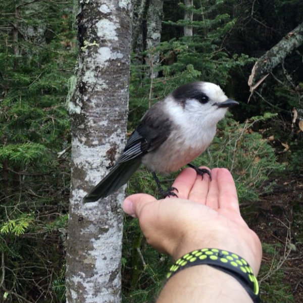 20180607-Hancock-Grey-Jay