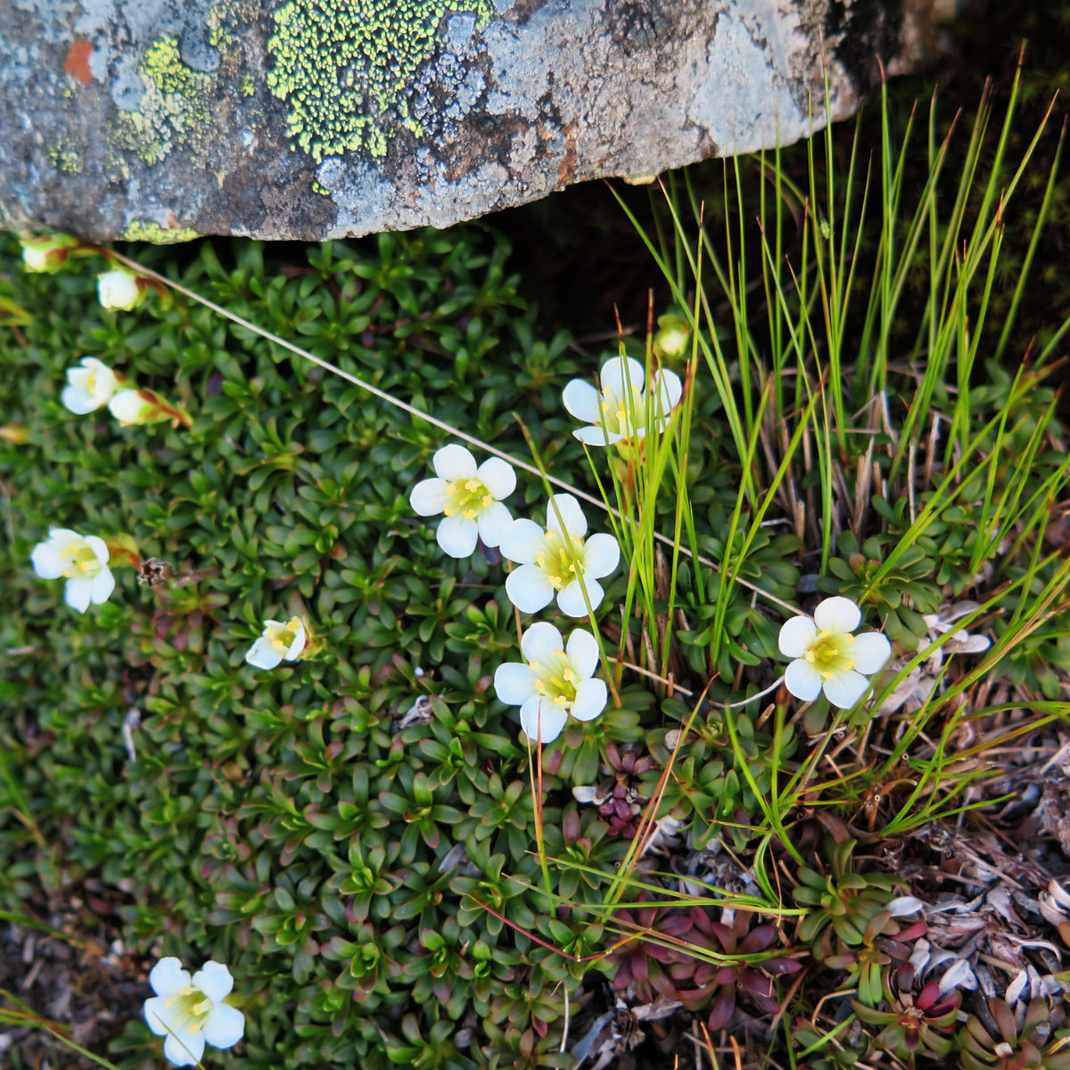 20180616-Diapensia