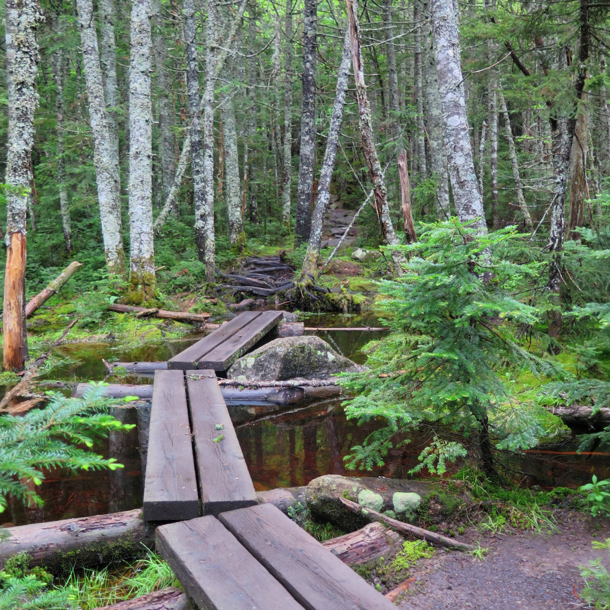 20180619-NKinsman-Bog-Bridge