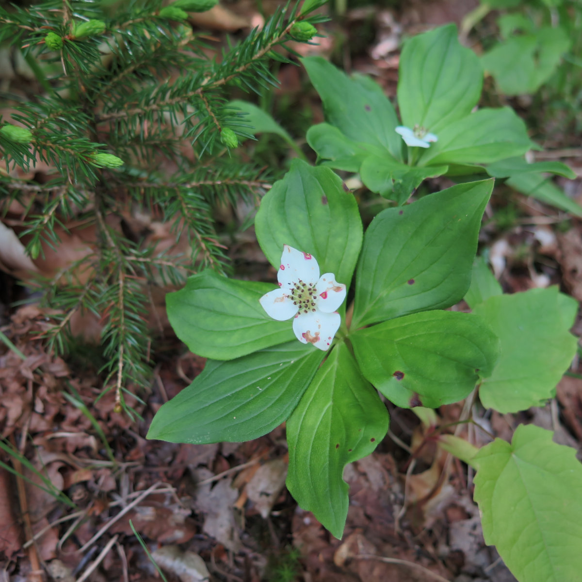 Bunchberry-Cabot-20180612