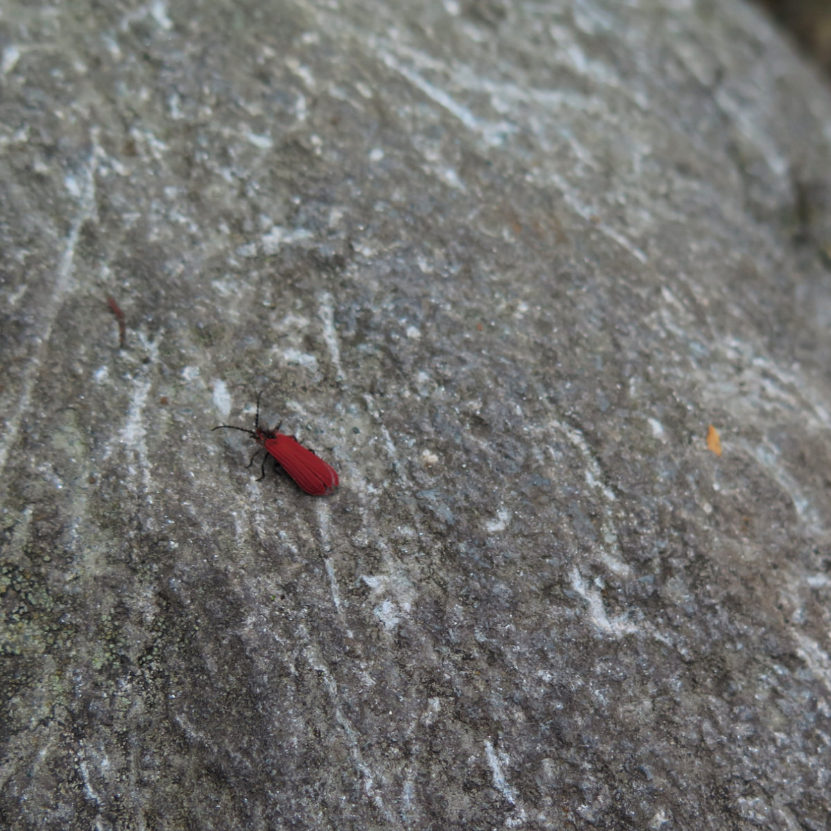 Flower-Longhorn-Beetle-20180618