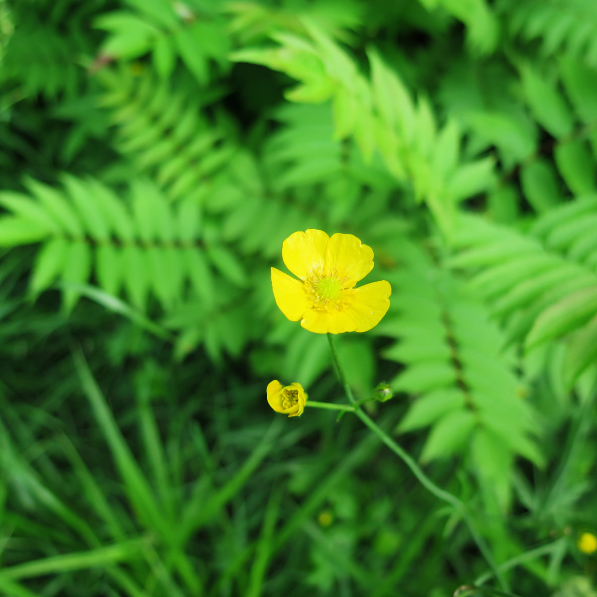 Mountain-Avens20180618