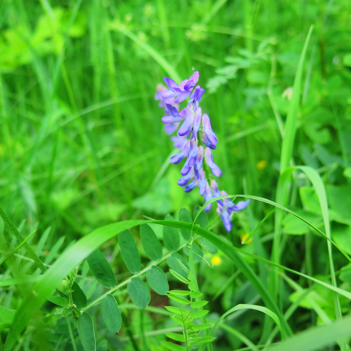 Cow Vetch wildflowers on a mountainside.