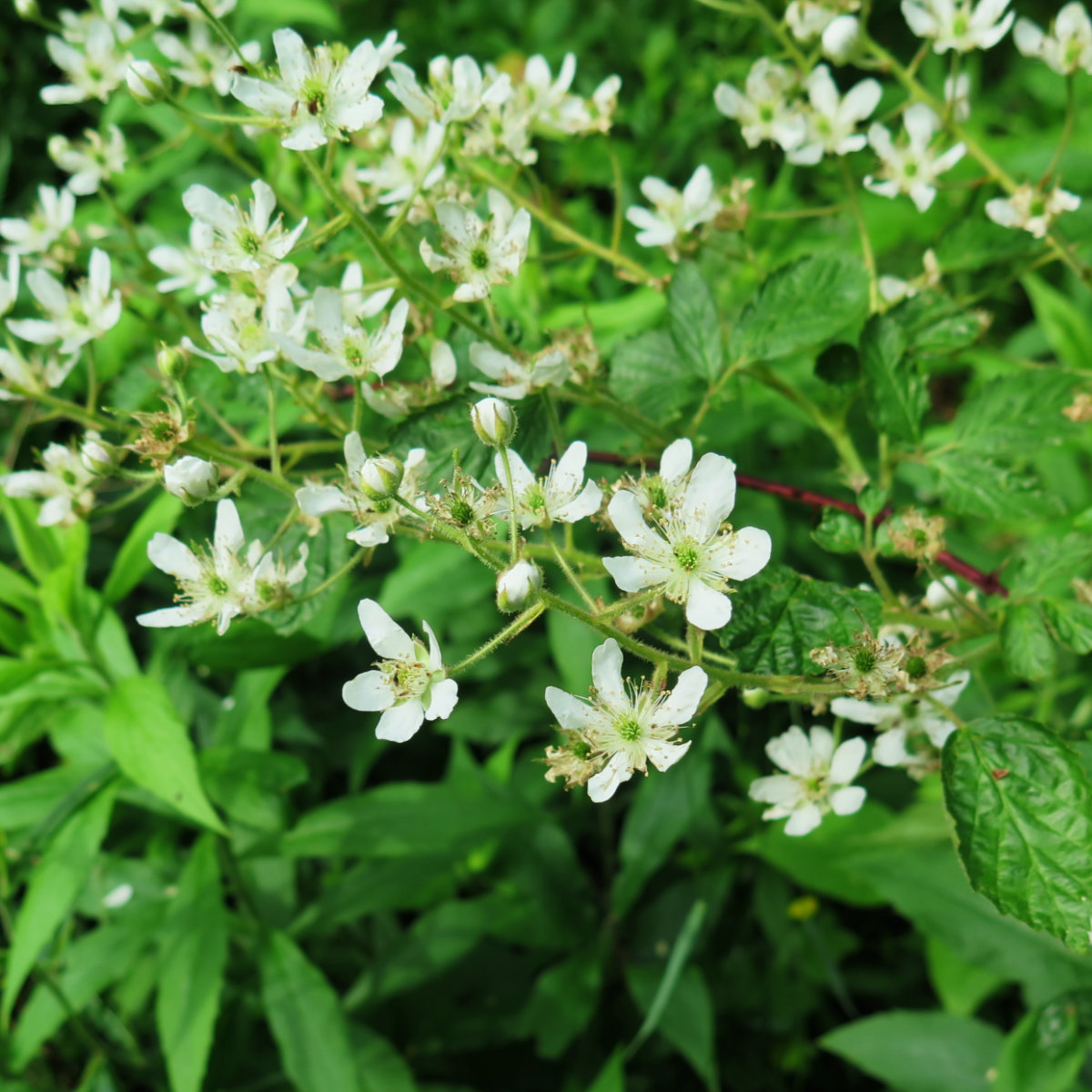 Three toothed cinquefoil
