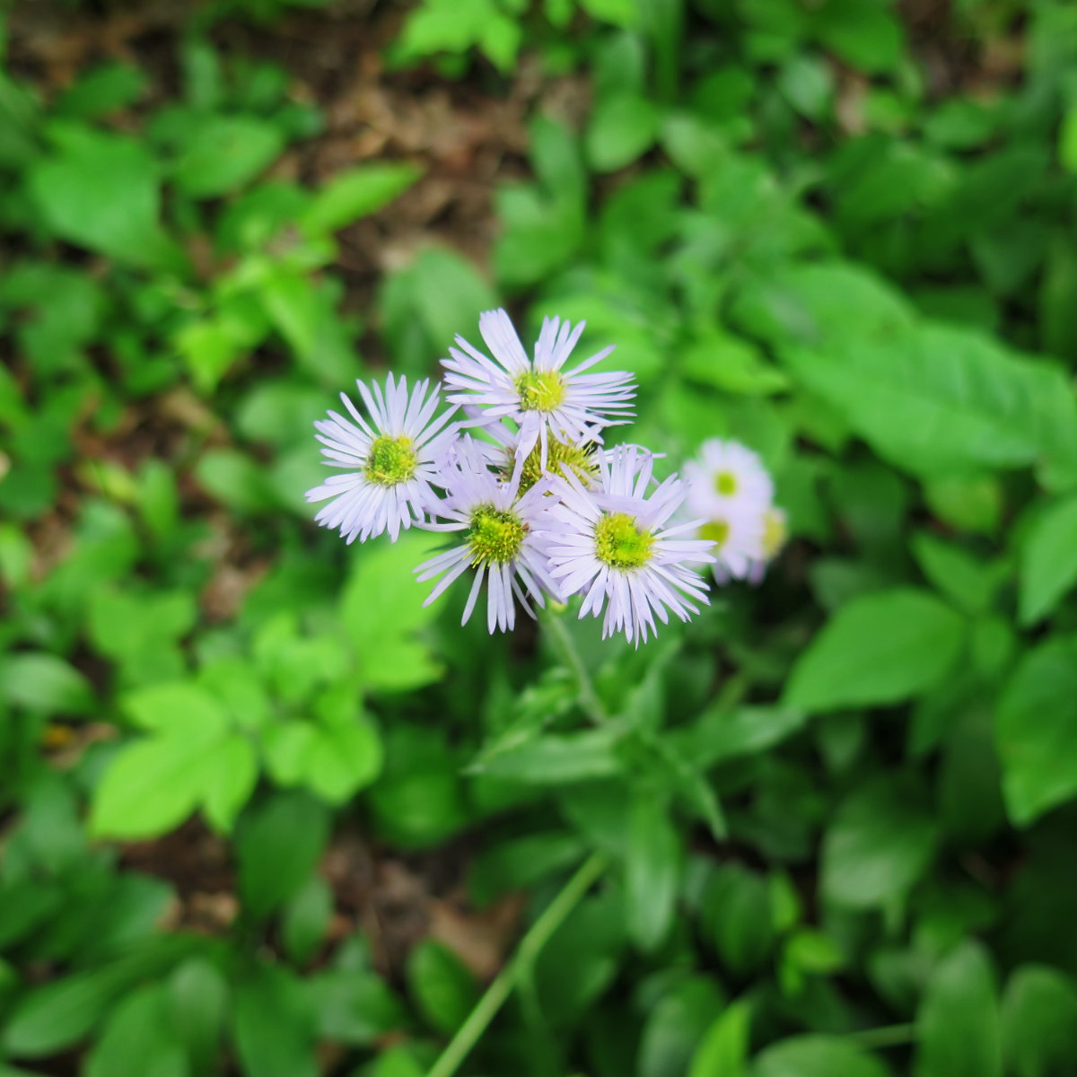 Erigeron annuus -- Annual fleabane, AKA daisy fleabane