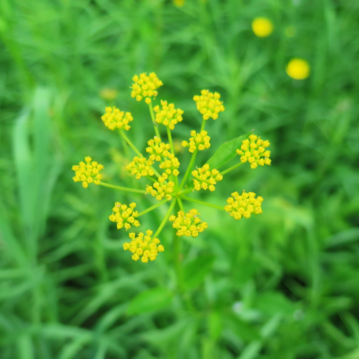 Yellow-Flower-20180618