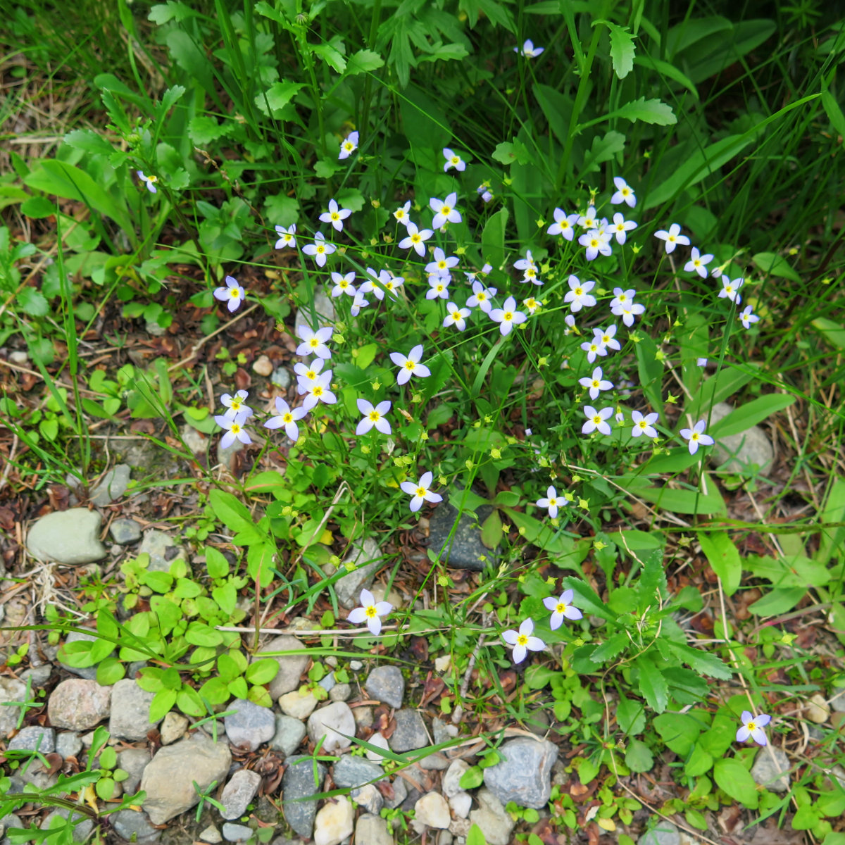 20180702-Mansfield-Alpine-Bluet