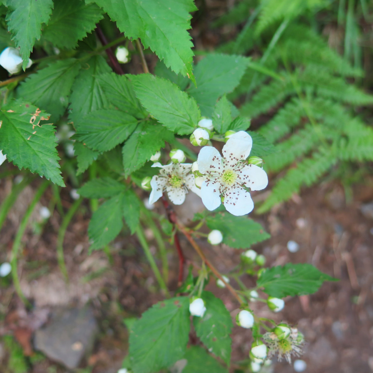 20180702-Mansfield-Mtn-Strawberry