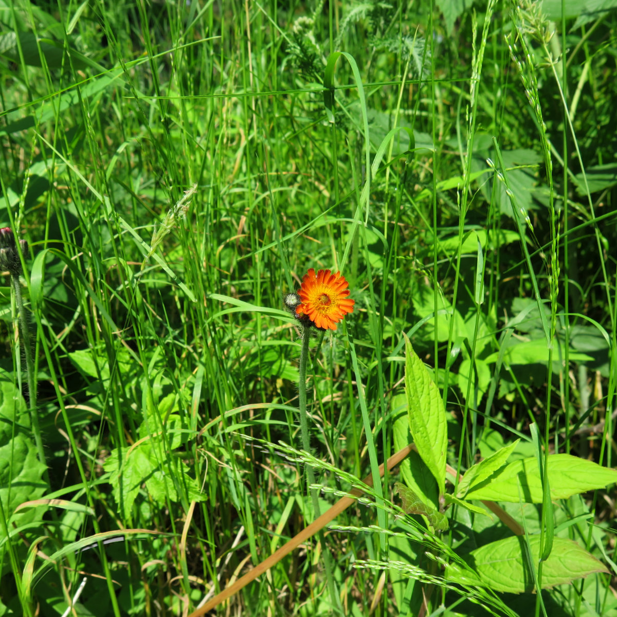 20180702-Mansfield-Orange-Hawkweed