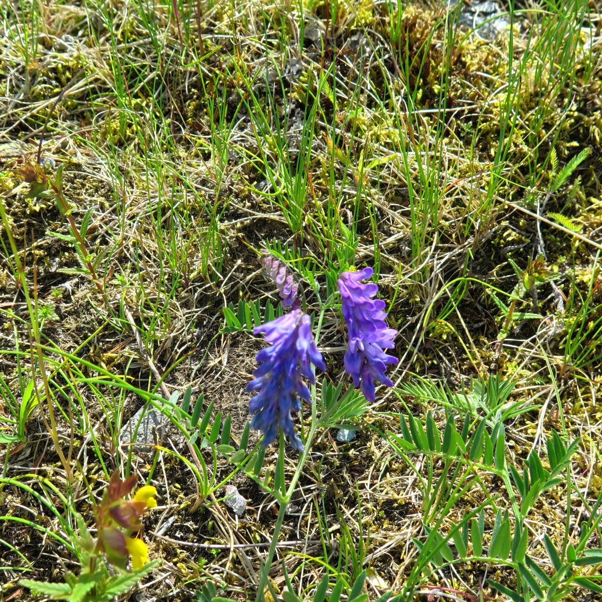 20180716-AbrahamEllen-Cow-Vetch