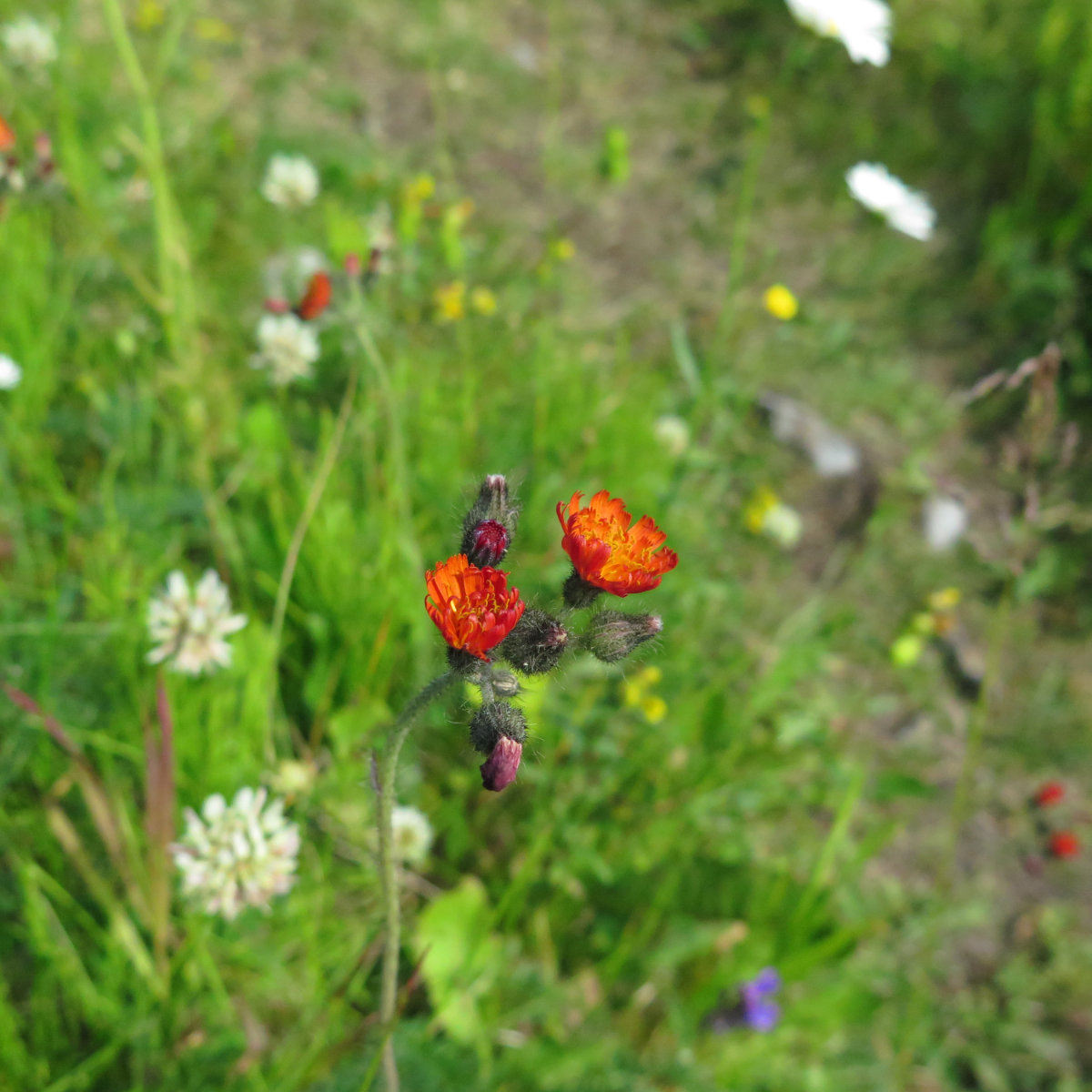 20180716-AbrahamEllen-Orange-Hawkweed