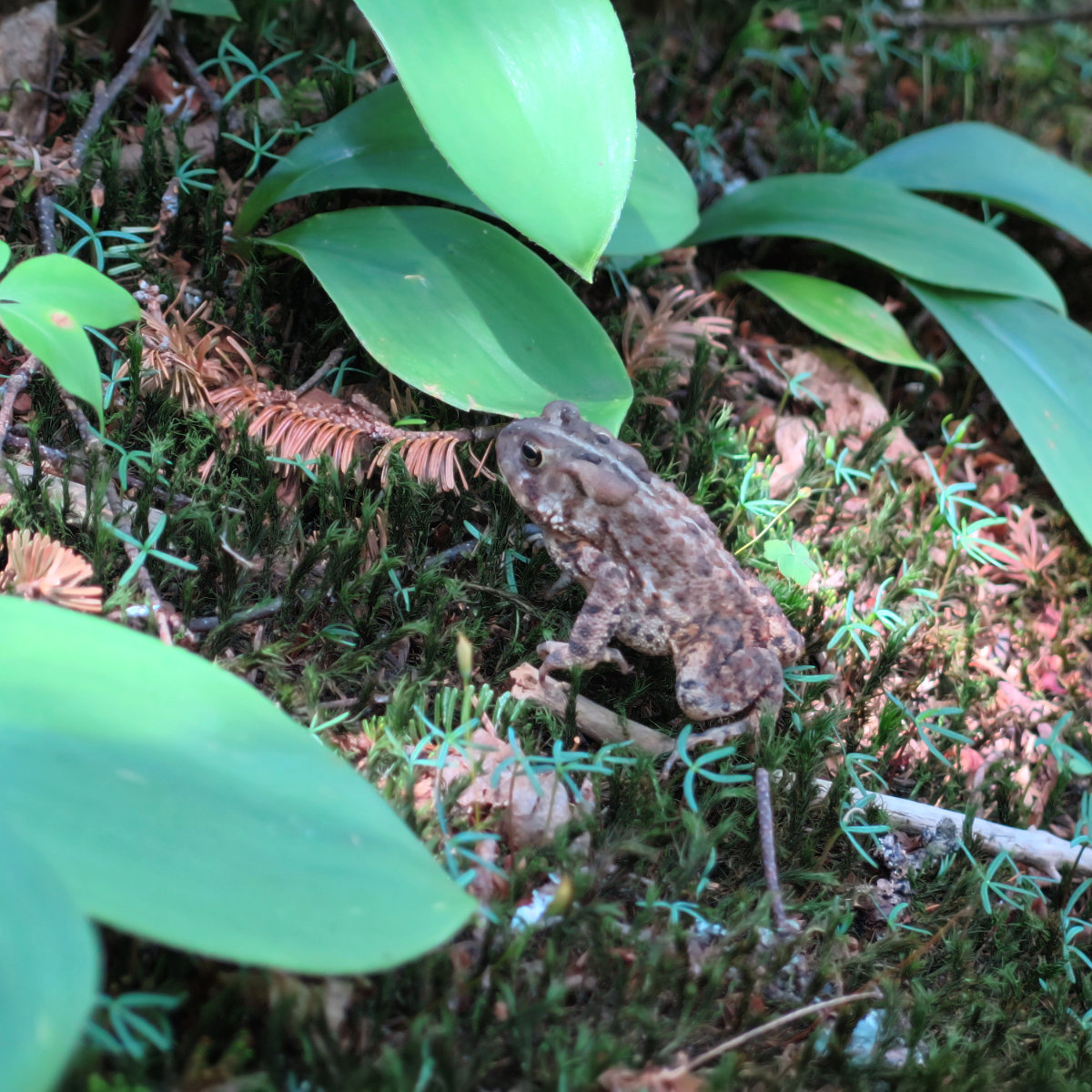 20180716-AbrahamEllen-Toad