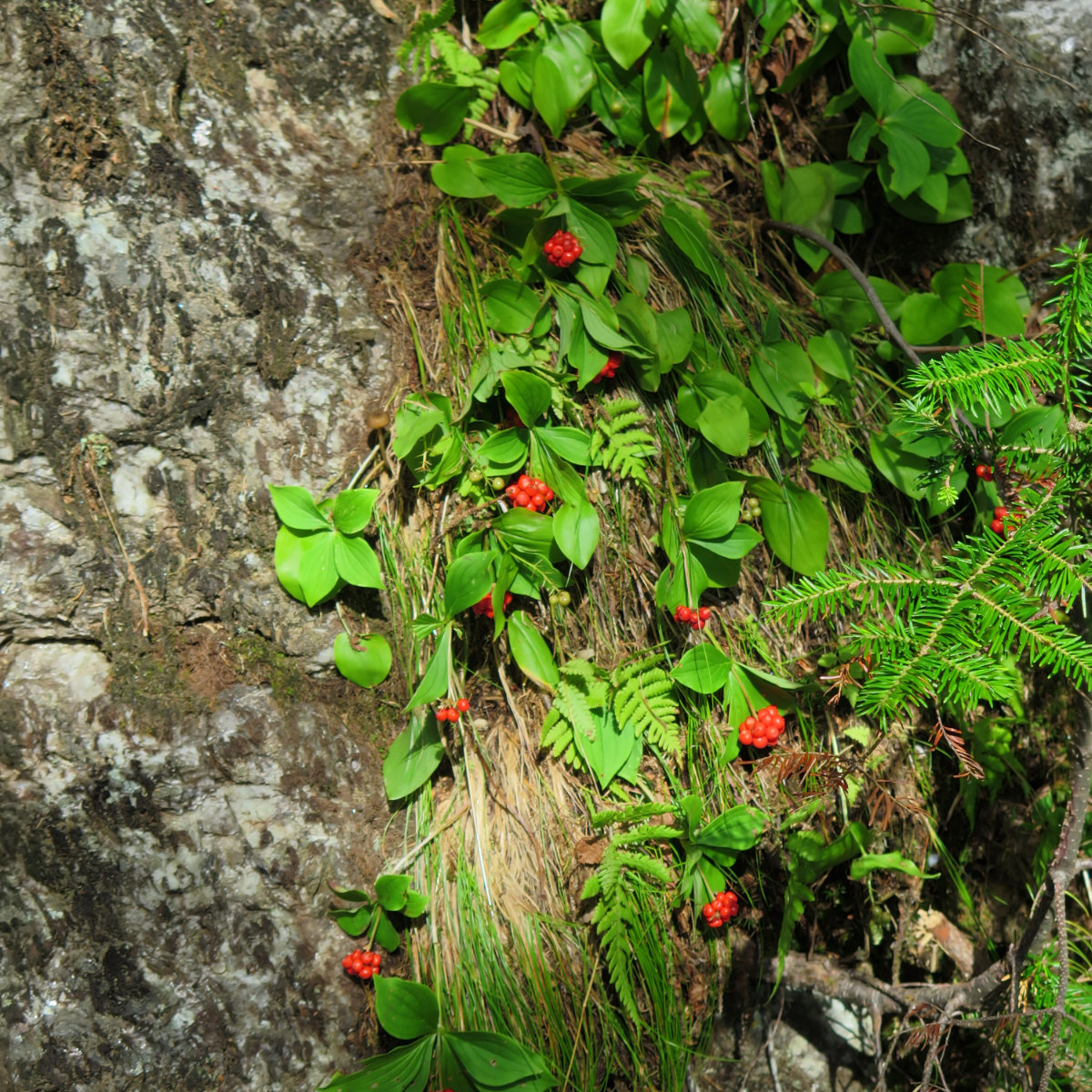 20180730-Old-Speck-Berries