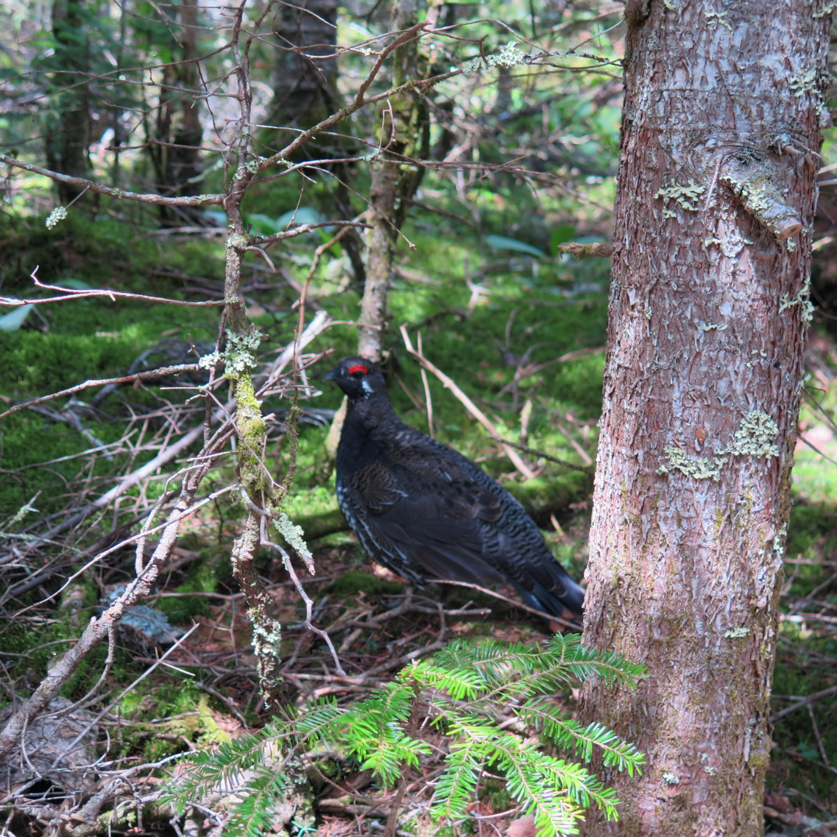 20180730-Old-Speck-Grouse