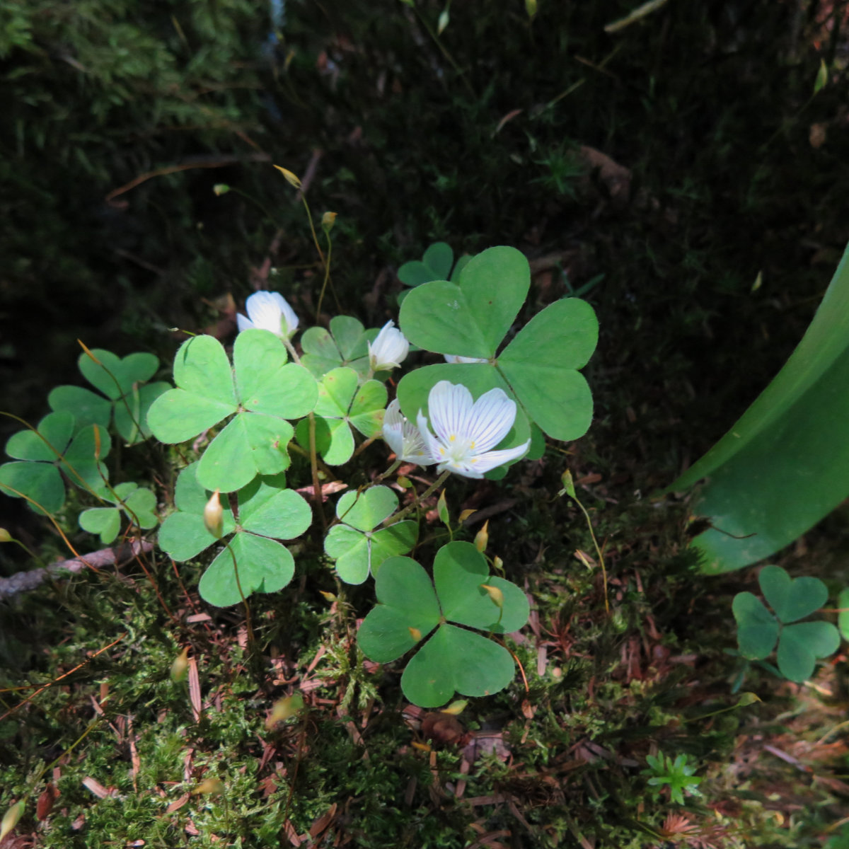 Camels-Hump-Wood-Sorrel-20180711