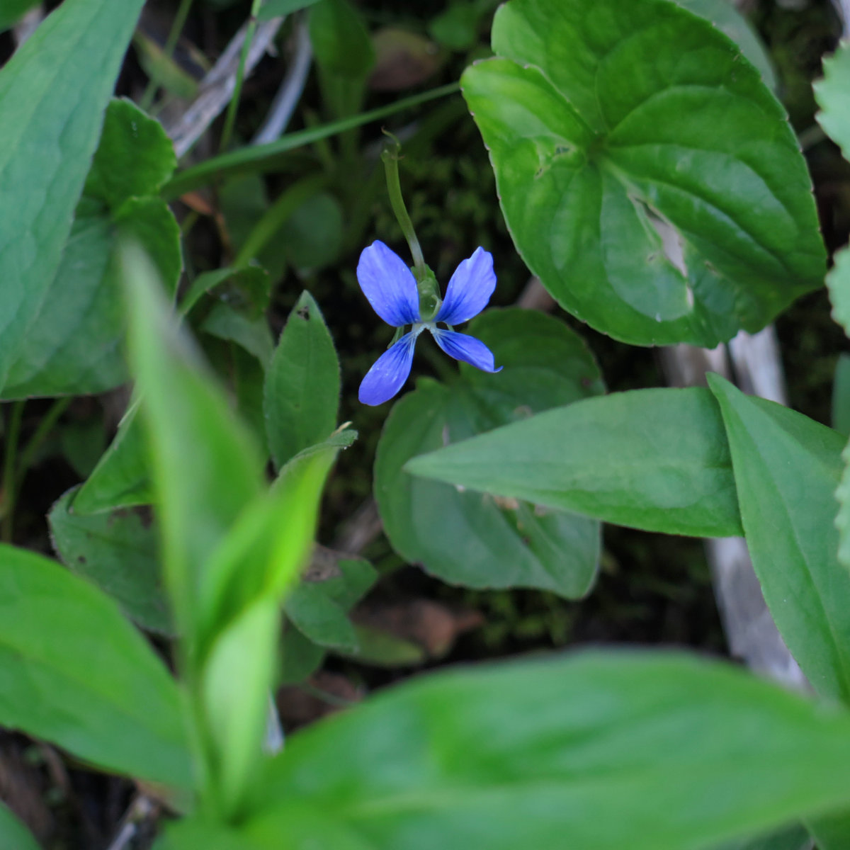 Washington-Blue-Flower-20180721
