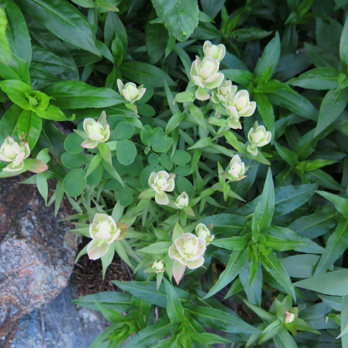 Washington-White-Flowers-20180721