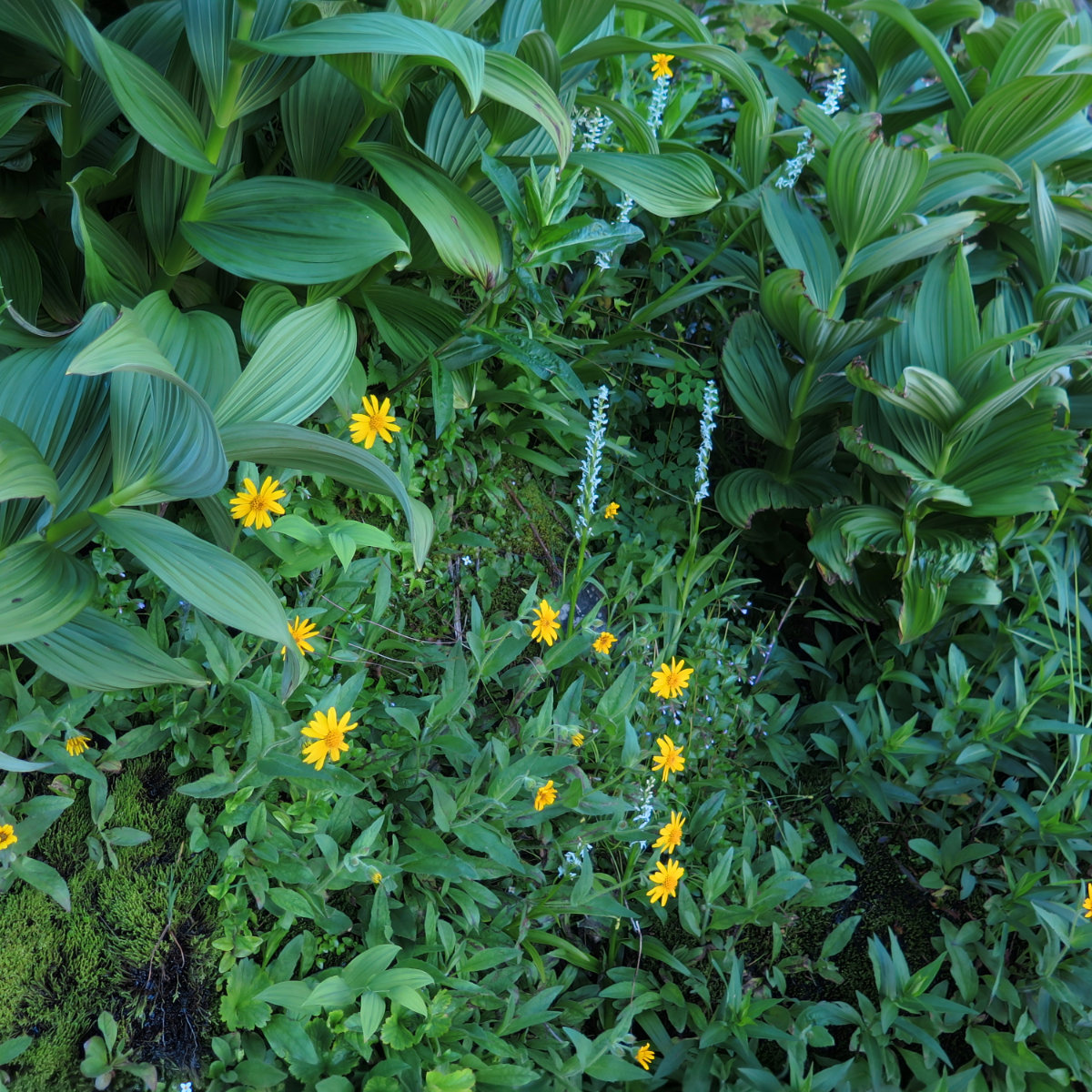 Washington-Wildflowers-20180721