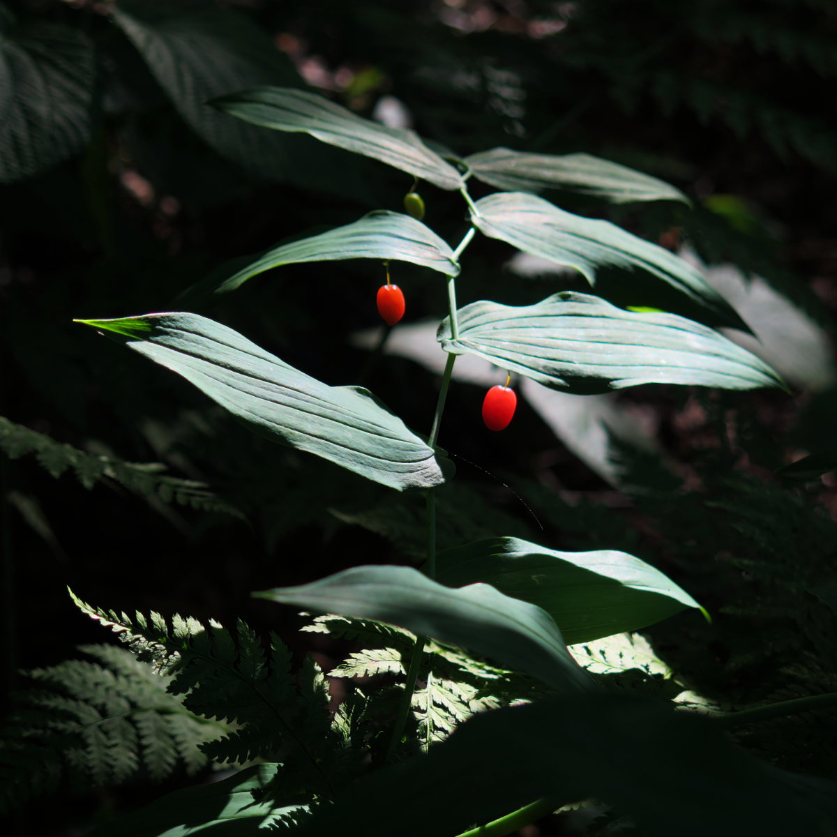 20180719-Killington-Red-Berries