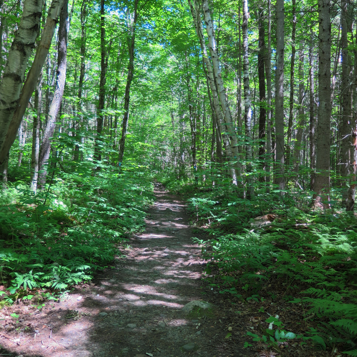 20180719-Killington-Trail