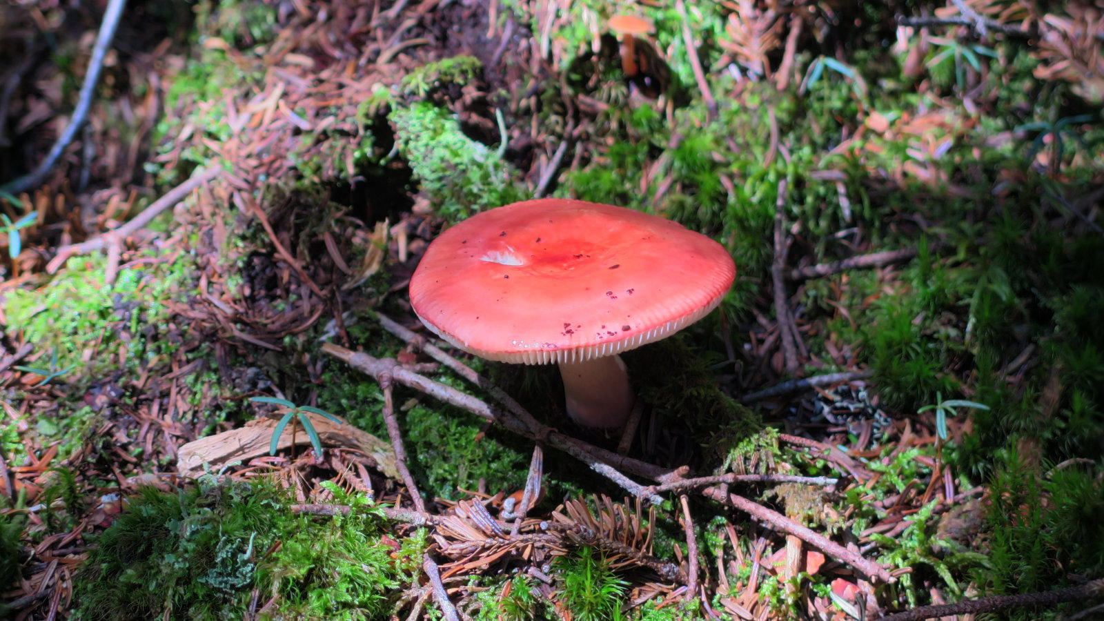 Crockers-Reddington-Emetic-Russula-20180823