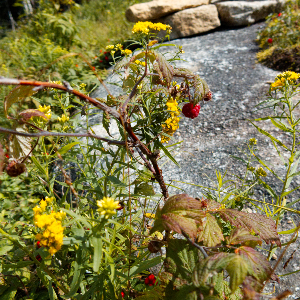 Saddleback-Raspberries-20180811