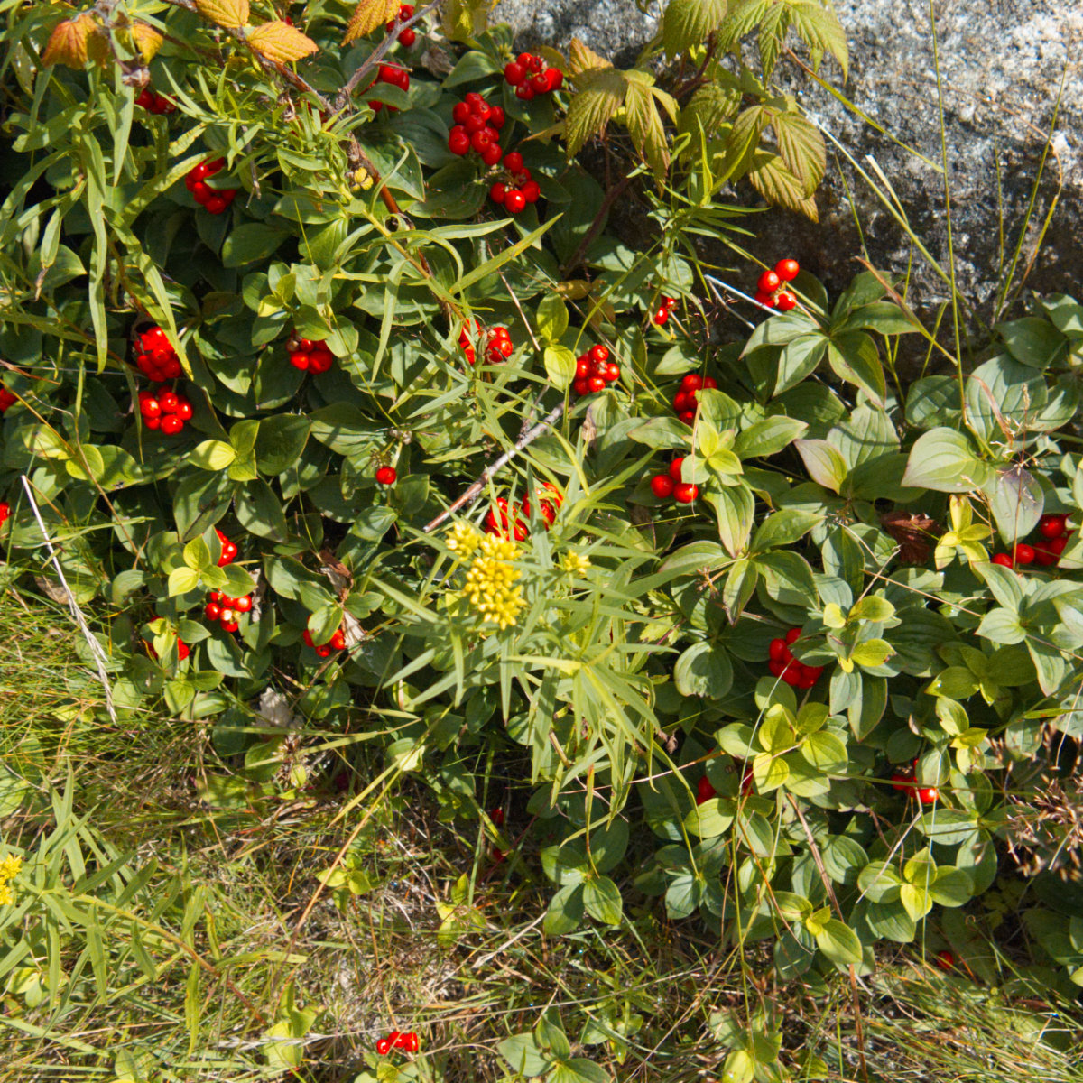 Saddleback-Redberries-20180811