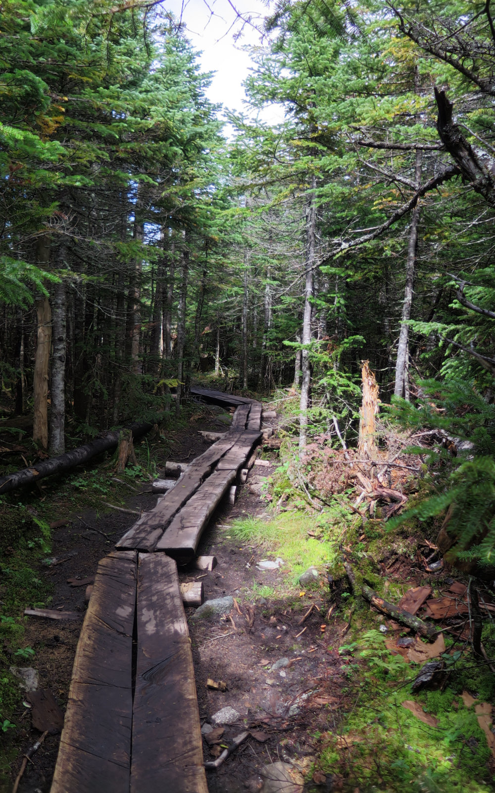 20180906-Sugarloaf-Bog-Bridge