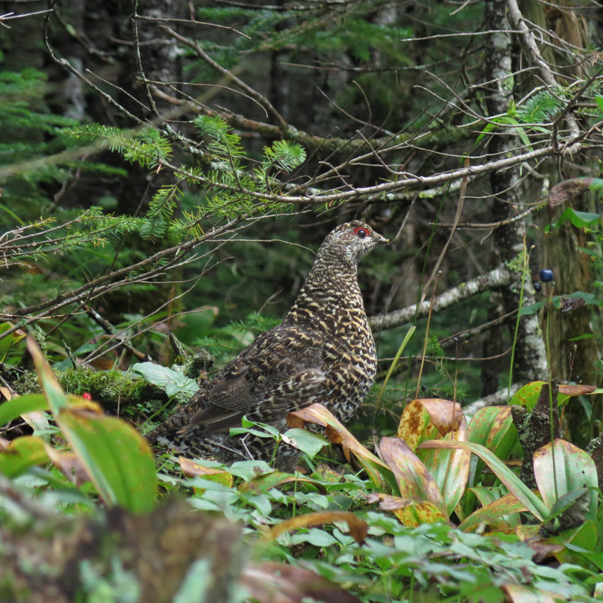 20180906-Sugarloaf-Grouse