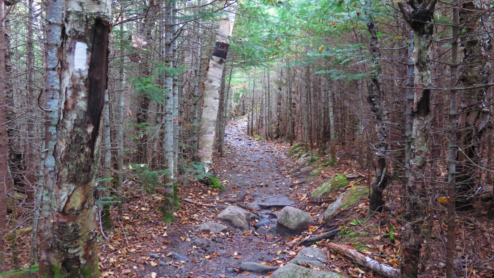 Katahdin-Tree-Trail-20181004