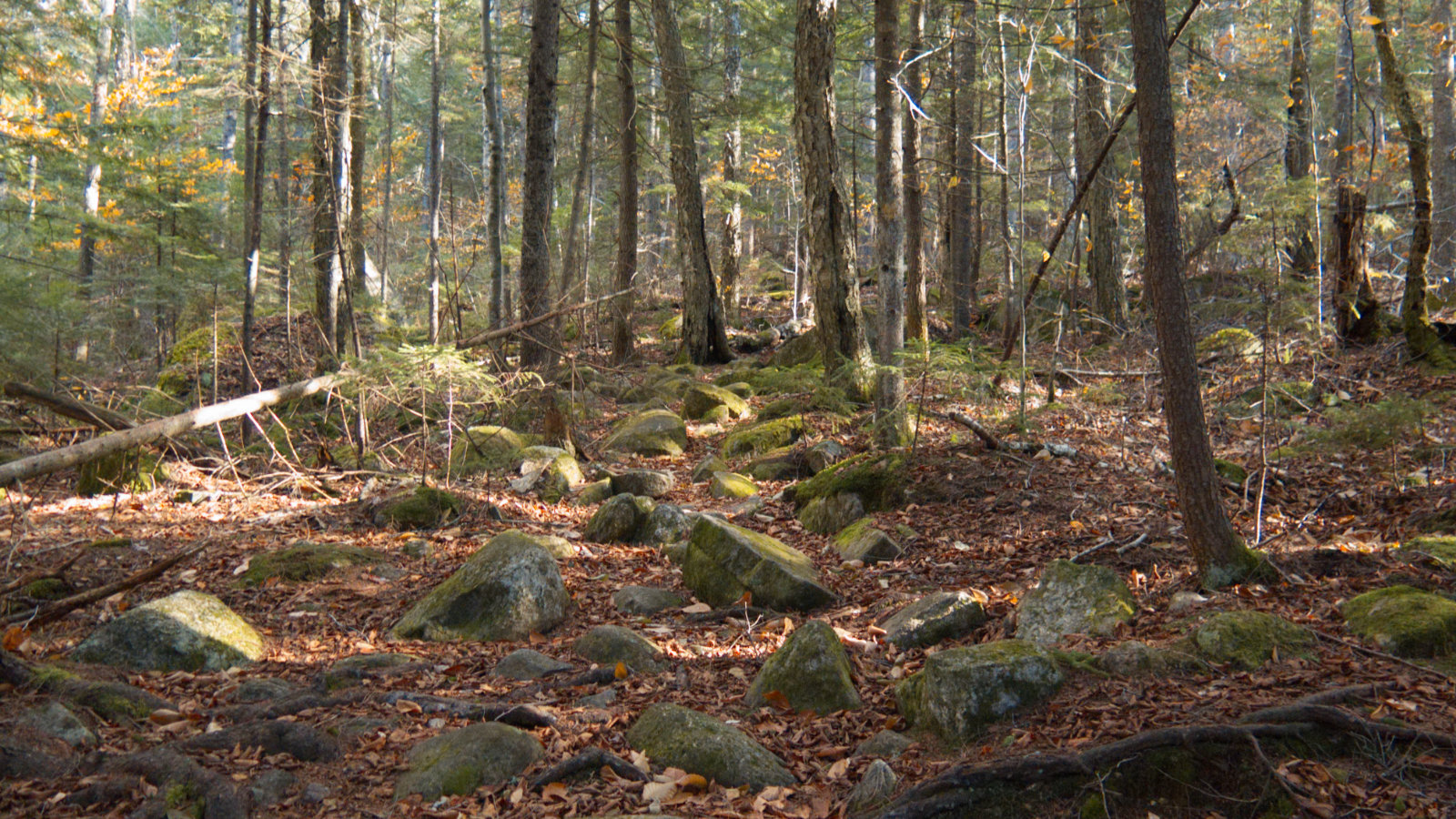 Jennings-Peak-Sandwich-Trail2-20181108