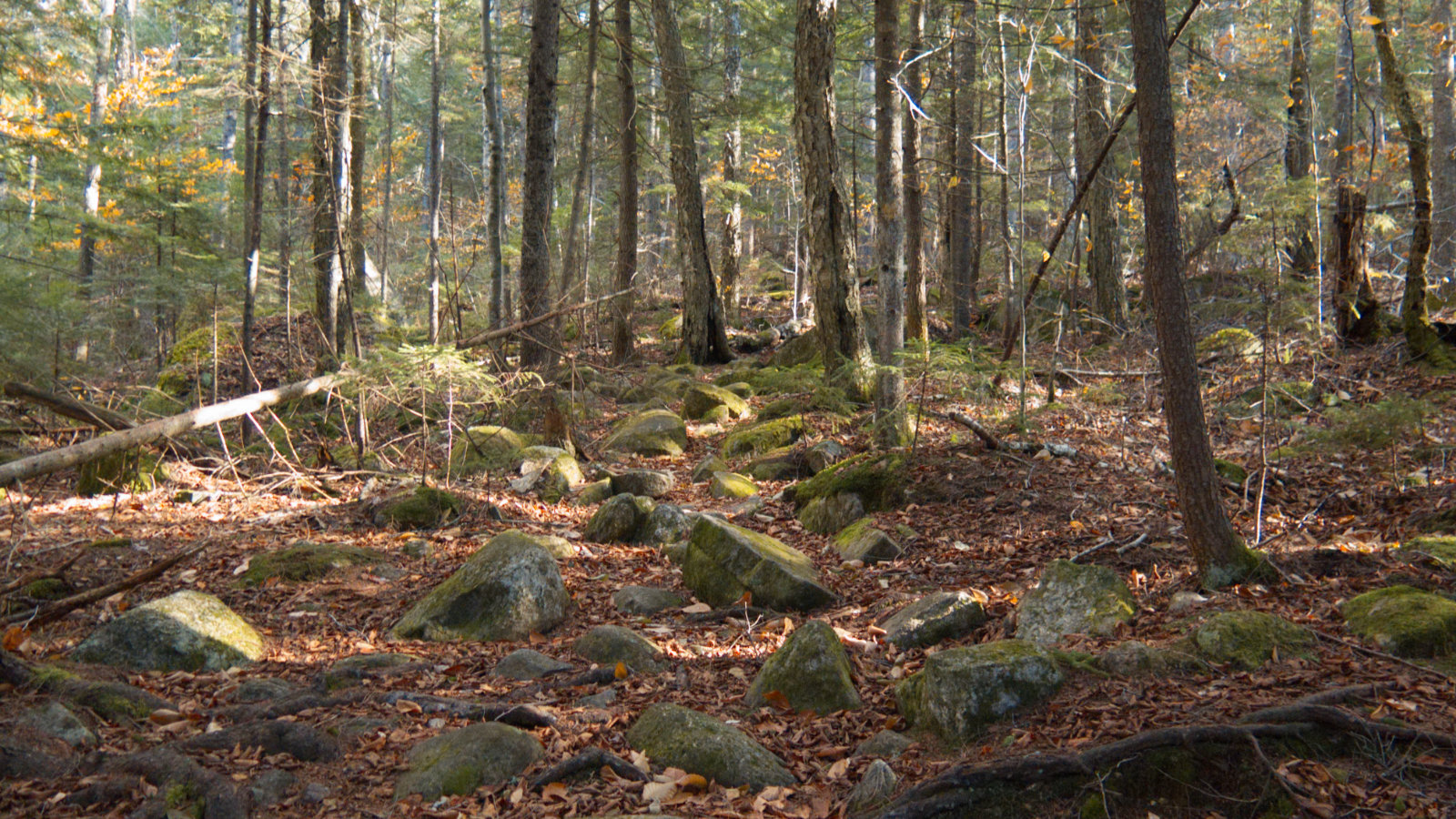 Jennings-Peak-Sandwich-Trail2-20181108