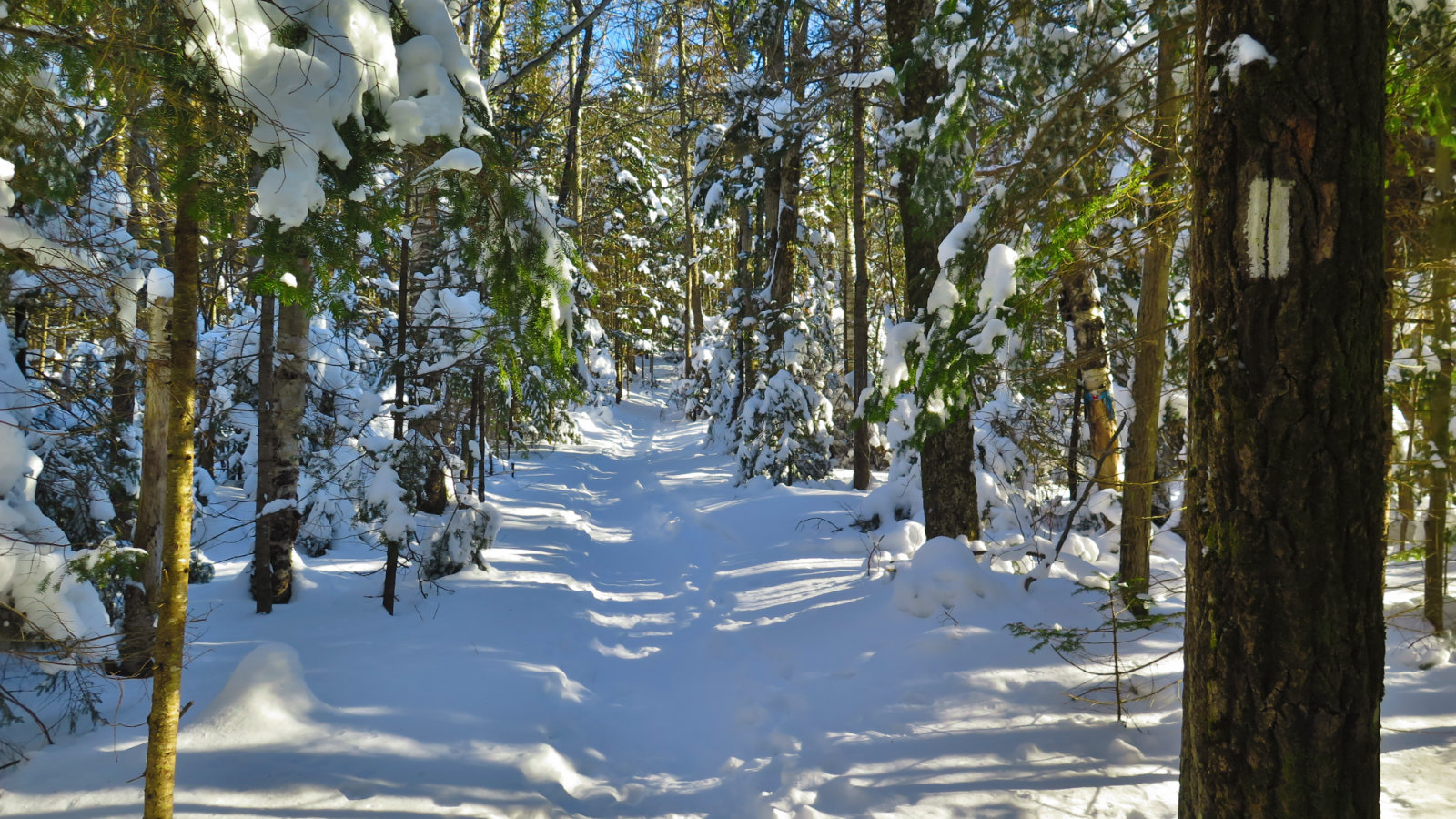 Moosilauke-Trail1-20190117