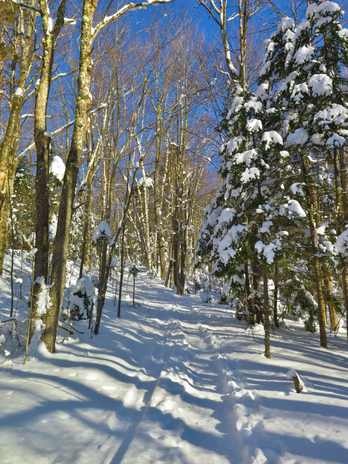 Moosilauke-Trail2-20190117