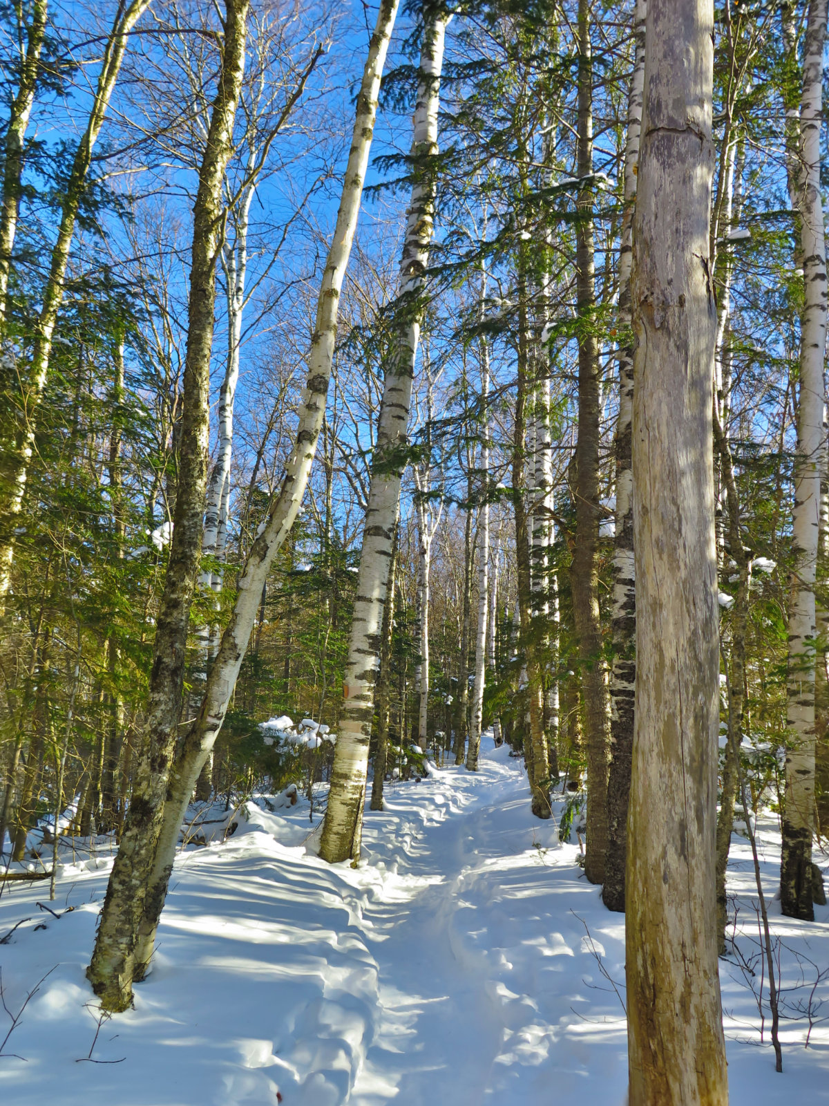 Moosilauke-Trail3-20190117