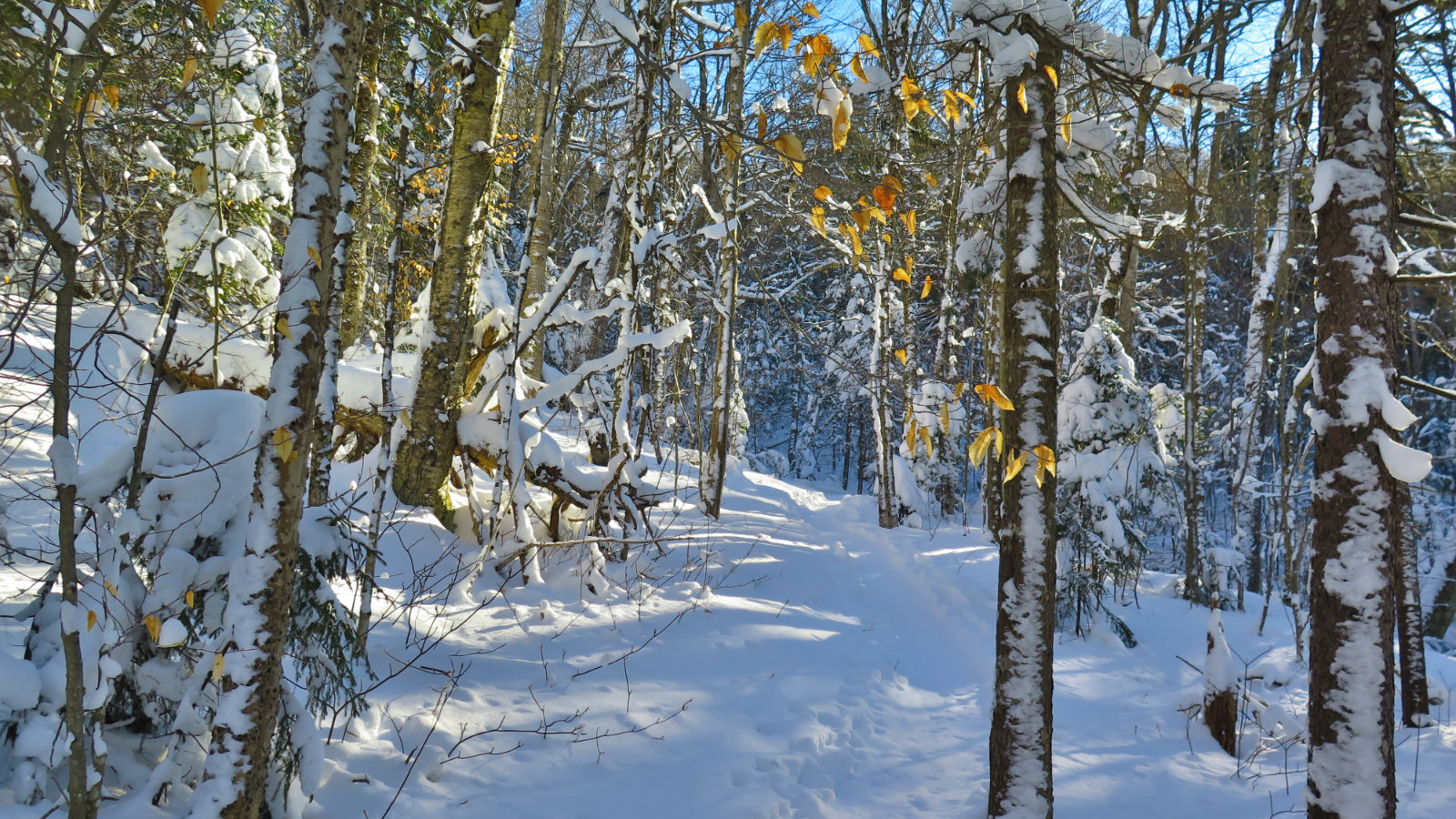 Moosilauke-Trail4-20190117